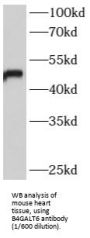 Beta-1,4-Galactosyltransferase 6 (B4GALT6) Antibody