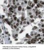 BTG3 Associated Nuclear Protein (BANP) Antibody