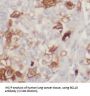 B-Cell Lymphoma/leukemia 10 (BCL10) Antibody