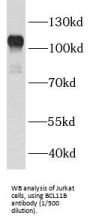 B-Cell Lymphoma/leukemia 11B (BCL11B) Antibody