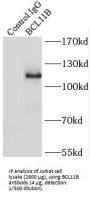 B-Cell Lymphoma/leukemia 11B (BCL11B) Antibody