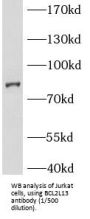 Bcl2 Like Protein 13 (BCL2L13) Antibody