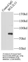 Bcl2 Like Protein 13 (BCL2L13) Antibody
