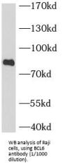 B-cell Lymphoma 6 (BCL6) Antibody
