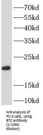 Betacellulin (BTC) Antibody