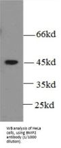 Bone Morphogenetic Protein 2 (BMP2) Antibody