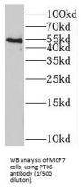 Protein-Tyrosine Kinase 6 (PTK6) Antibody