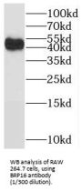 Protein HGH1 Homolog (HGH1) Antibody