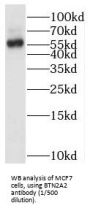 Butyrophilin Subfamily 2 Member A2 (BTN2A2) Antibody