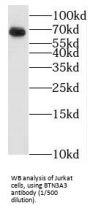 Butyrophilin Subfamily 3 Member A3 (BTN3A3) Antibody