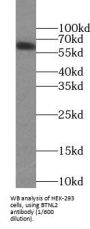 Butyrophilin-Like Protein 2 (BTNL2) Antibody