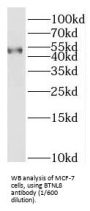 Butyrophilin-Like Protein 8 (BTNL8) Antibody