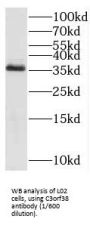 Chromosome 3 Open Reading Frame 38 (C3orf38) Antibody