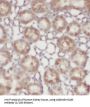 Calbindin (CALB1) Antibody