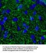 Calbindin (CALB1) Antibody