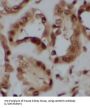Calretinin (CALB2) Antibody