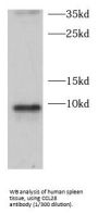 C-C Motif Chemokine 28 (CCL28) Antibody