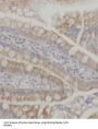 C-C Motif Chemokine 28 (CCL28) Antibody