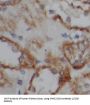 Neprilysin / NEP (MME) Antibody