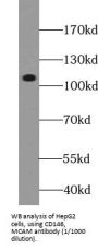 Melanoma Cell Adhesion Molecule (MCAM) Antibody