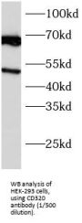 Cluster of Differentiation 320 (CD320) Antibody