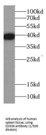 Natural Cytotoxicity Triggering Receptor 2 (NCR2) Antibody