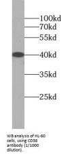 Cyclic ADP Ribose Hydrolase (CD38) Antibody