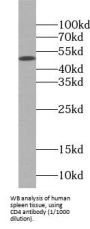 T-Cell Surface Glycoprotein CD4 (CD4) Antibody