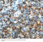 T-Cell Surface Glycoprotein CD4 (CD4) Antibody