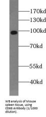 Macrosialin (CD68) Antibody