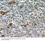 Macrosialin (CD68) Antibody