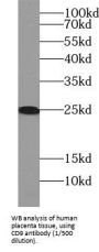 CD9 Antigen (CD9) Antibody