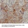 CD9 Antigen (CD9) Antibody