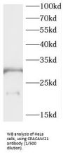 Carcinoembryonic Antigen-Related Cell Adhesion Molecule 21 (CEACAM21) Antibody