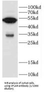 CFLAR / FLIP Antibody
