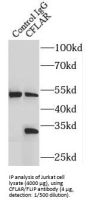 CFLAR / FLIP Antibody