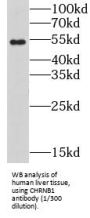 Cholinergic Receptor, Nicotinic Beta 1 (CHRNB1) Antibody