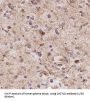 Carbohydrate Sulfotransferase 10 (CHST10) Antibody