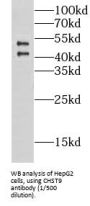 Carbohydrate Sulfotransferase 9 (CHST9) Antibody