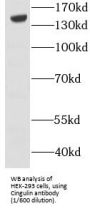 Cingulin (CGN) Antibody
