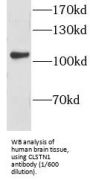 Calsyntenin 1 (CLSTN1) Antibody
