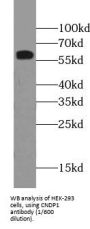 Beta-Ala-His Dipeptidase (CNDP1) Antibody