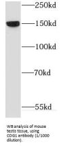 Component of Oligomeric Golgi Complex 1 (COG1) Antibody