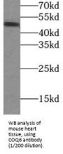 Coenzyme Q6, Monooxygenase (COQ6) Antibody