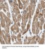 Coenzyme Q6, Monooxygenase (COQ6) Antibody