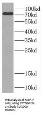 CTTNBP2 N-Terminal-Like Protein (CTTNBP2NL) Antibody
