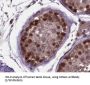 Cyclin A1 (CCNA1) Antibody