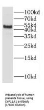 Cytochrome P450 11A1 (CYP11A1) Antibody