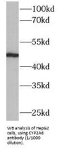 Cytochrome P450 2A6 (CYP2A6) Antibody