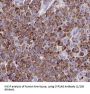 Cytochrome P450 2A6 (CYP2A6) Antibody